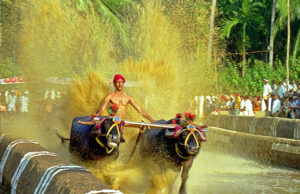 ಮಹಾರಾಷ್ಟ್ರದಲ್ಲಿ ಗೂಳಿ ರೇಸ್ಗೆ ಸುಪ್ರೀಂಕೋರ್ಟ್ ಅನುಮತಿ
