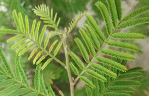 ಹಣದ ಸಮಸ್ಯೆ: ಈ ಗಿಡ ಮನೆಯಲ್ಲಿ ನೆಟ್ಟರೆ ಪರಿಹಾರ