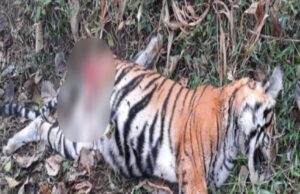 ನಾಗರಹೊಳೆ ರಾಷ್ಟ್ರೀಯ ಉದ್ಯಾನವನದಲ್ಲಿ ಎರಡು ಹುಲಿಮರಿಗಳ ಕಳೇಬರ ಪತ್ತೆ