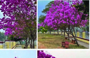 ಮಾನಸ ಗಂಗೋತ್ರಿಯ ಆವರಣದಲ್ಲಿ ಅರಳಿ ನಿಂತ ಟಬುಬಿಯಾ ಹೂ