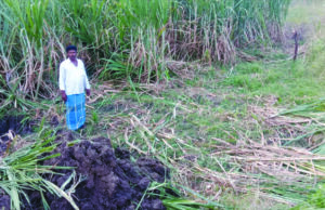 ಕಟ್ಟೆಯನ್ನು ಮುಚ್ಚಿ, ಸ್ಮಶಾನ ನಿರ್ಮಿಸಲು ಮುಂದಾದ ಇಲಾಖೆ: ಸಾರ್ವಜನಿಕರ ಆಕ್ರೋಶ