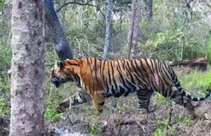 ಬಿಆರ್ಟಿ ವ್ಯಾಪ್ತಿಯ ಕೆ.ಗುಡಿ ಸಫಾರಿ ಜೋನ್ನಲ್ಲಿ ರಾಜಹುಲಿ ದರ್ಶನ