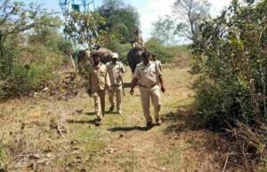 ಹುಲಿ ಸೆರೆಗೆ ಸಾಕಾನೆಗಳ ಸಹಾಯದೊಂದಿಗೆ ಕೂಂಬಿಂಗ್ ಕಾರ್ಯಾಚರಣೆ ಆರಂಭ