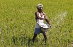 ಬಜೆಟ್ ನಲ್ಲಿ ಕೃಷಿಗೆ ಮಹತ್ವ; ಬಿಹಾರದಲ್ಲಿ ಮಖಾನಾ ಮಂಡಳಿ, ಅಸ್ಸಾಂನಲ್ಲಿ ಯೂರಿಯಾ ಸ್ಥಾವರ ಸ್ಥಾಪನೆ