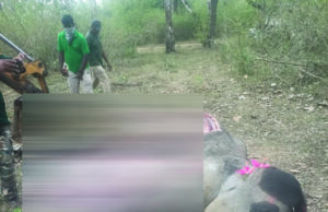 ಅಸ್ವಸ್ಥಗೊಂಡಿದ್ದ ಕಾಡಾನೆ ಸಾವು