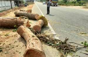ಆದೇಶವಿಲ್ಲದೆ ಅರಣ್ಯ ಇಲಾಖೆಗೆ ಸೇರಿದ ಮರಗಳ ಕಟಾವು