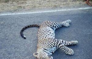 ಚಾಮರಾಜನಗರ: ರಸ್ತೆಯಲ್ಲಿ ಚಿರತೆ ಮೃತದೇಹ ಪತ್ತೆ: ವಾಹನ ಡಿಕ್ಕಿ ಸಾಧ್ಯತೆ