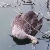 ತಿಪ್ಪಯ್ಯನ ಕೆರೆ ನೀರು ಕಲುಷಿತಗೊಂಡು ಮೀನು, ಪಕ್ಷಿಗಳು ಸಾವು