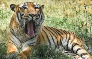 ಮಲೆ ಮಹದೇಶ್ವರ ಬೆಟ್ಟ ಹುಲಿ ಸಂರಕ್ಷಿತ ಪ್ರದೇಶಕ್ಕೆ ಸಂಪುಟ ಒಪ್ಪಿಗೆ