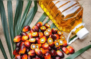 ತಾಳೆ ಎಣ್ಣೆ ರಫ್ತಿನ ಮೇಲೆ ನಿಷೇಧ ಹೇರಿದ ಇಂಡೋನೇಷ್ಯಾ: ಅಡುಗೆ ಎಣ್ಣೆ ದರ ಹೆಚ್ಚಳ ಸಾಧ್ಯತೆ