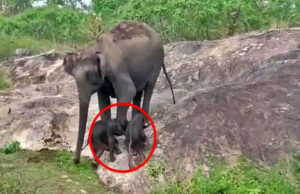 ಬಂಡೀಪುರದಲ್ಲಿ ಆನೆ ಮರಿಗಳ ರಕ್ಷಣೆ