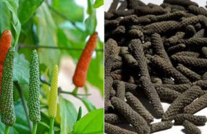 ಬೊಜ್ಜು, ಅಸ್ತಮಾಗೆ ರಾಮಬಾಣ; ಹಿಪ್ಪಲಿಯ