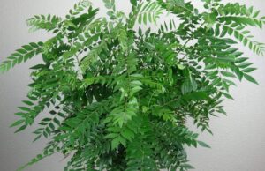 ಖಾಲಿ ಹೊಟ್ಟೆಯಲ್ಲಿ ಈ ರೀತಿ ಕರಿಬೇವು ತಿಂದು ತೂಕ ಇಳಿಸಿಕೊಳ್ಳಿ