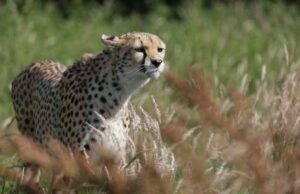 ಚಿರತೆ ದಾಳಿ: ಹೋರಾಡಿ ಪ್ರಾಣ ಉಳಿಸಿಕೊಂಡ ರೈತ