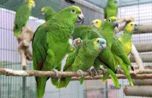 ಶ್ರೀರಂಗಪಟ್ಟಣ: ಗಾಳಿ ಮಳೆಗೆ 100 ಕ್ಕೂ ಹೆಚ್ಚು ಗಿಳಿಗಳ ಸಾವು