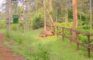 ರೈಲ್ವೆ ಕಂಬಿಗೆ ಸಿಲುಕಿ ಪರದಾಡಿದ ಕಾಡಾನೆ