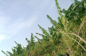 ಹೆಚ್.ಡಿ.ಕೋಟೆ: ಧಾರಾಕಾರ ಮಳೆಗೆ ಬೆಳೆ ನಾಶ