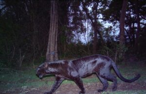 ಬಿಳಿಗಿರಿರಂಗ ಬೆಟ್ಟದ ಹುಲಿ ಸಂರಕ್ಷಿತ ಪ್ರದೇಶದಲ್ಲಿ ಕಾಣಿಸಿಕೊಂಡ ಕರಿ ಚಿರತೆ
