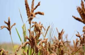 ಪ್ರತಿ ಕ್ವಿಂಟಾಲ್ಗೆ 3377 ರೂ.ದರದಲ್ಲಿ ರಾಗಿ ಖರೀದಿಗೆ ಸರ್ಕಾರ ಆದೇಶ