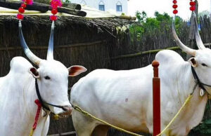 ಪ್ರಾಣಿಬಲಿ: 23 ಮಂದಿಯ ವಿರುದ್ಧ ಪ್ರಕರಣ ದಾಖಲು