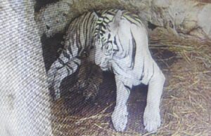 ಮೈಸೂರು ಮೃಗಾಲಯದಲ್ಲಿ 3 ಮರಿಗೆ ಜನ್ಮ ನೀಡಿದ ಬಿಳಿ ಹುಲಿ