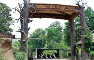 ಹಚ್ಚ ಹಸಿರಿನಿಂದ ಕಂಗೊಳಿಸುತ್ತಿರುವ ನಾಗರಹೊಳೆ ರಾಷ್ಟ್ರೀಯ ಉದ್ಯಾನವನ