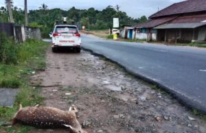 ವಾಹನ ಡಿಕ್ಕಿ: ಜಿಂಕೆ ಸಾವು