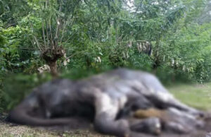 ನಾಗರಹೊಳೆ ಸರಹದ್ದಿನಲ್ಲಿ ಹೆಣ್ಣು ಕಾಡಾನೆ ಸಾವು