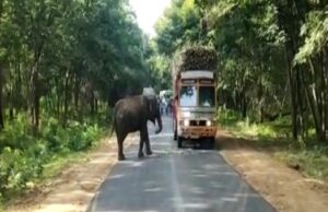 ಚಾಮರಾಜನಗರದಲ್ಲಿ ಲಾರಿ ಅಡ್ಡಗಟ್ಟಿ ಕಬ್ಬು ವಸೂಲಿ ಮಾಡಿದ ಆನೆ