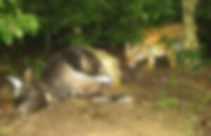 ವಿರಾಜಪೇಟೆಯಲ್ಲಿ ಕಾಣಿಸಿಕೊಂಡ ಹುಲಿ: ಸ್ಥಳೀಯರಲ್ಲಿ ಆತಂಕ