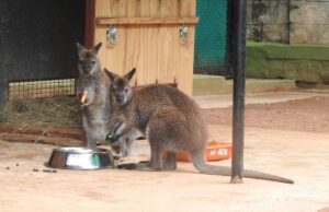 ಮೈಸೂರು ಮೃಗಾಲಯಕ್ಕೆ ಆಗಮಿಸಿದ ಹೊಸ ಅತಿಥಿಗಳು