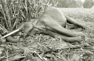 ಆಹಾರ ಅರಸಿ ನಾಡಿಗೆ ಬಂದ ಕಾಡಾನೆ ವಿದ್ಯುತ್ ಸ್ಪರ್ಶಿಸಿ ಸಾವು