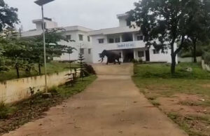 ಚಾಮರಾಜನಗರ: ಮುಂಜಾನೆ ಶಾಲೆ ಪ್ರವೇಶಿಸಿದ ಸಲಗ