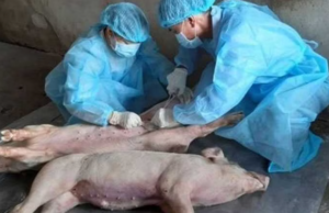 ಕೇರಳದಲ್ಲಿ ಆಫ್ರಿಕನ್ ಹಂದಿ ಜ್ವರ: ಹಂದಿ ಕೊಲ್ಲುವ ಪ್ರಕ್ರಿಯೆ ಆರಂಭ