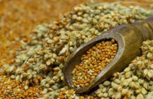 ಸಿರಿಧಾನ್ಯ ಸೇವನೆಯಿಂದ ಗುಣವಾಗದ ಕಾಯಿಲೆಗಳನ್ನು ಗುಣ ಪಡಿಸಬಹುದು!