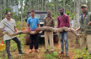ಚಾಮರಾಜನಗರ: ಜಮೀನಿನಲ್ಲಿದ್ದ ಹೆಬ್ಬಾವು ರಕ್ಷಣೆ