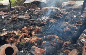 ಅಗ್ನಿ ಅವಘಡ : 35 ಕುರಿಗಳು ಸಜೀವ ದಹನ