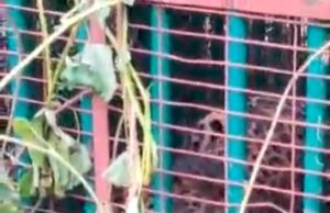 ಬೋನಿಗೆ ಬಿದ್ದ ಚಿರತೆ: ನಿಟ್ಟುಸಿರು ಬಿಟ್ಟ ಗ್ರಾಮಸ್ಥರು