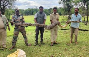 ಚಾಮರಾಜನಗರ : ಜಮೀನಿನಲ್ಲಿದ್ದ 14 ಅಡಿ ಉದ್ದದ ಹೆಬ್ಬಾವು ಸೆರೆ