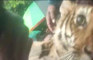 ರೈತರ ಮೇಲೆ ದಾಳಿ ನಡೆಸಿದ್ದ ಹುಲಿ ಸೆರೆ