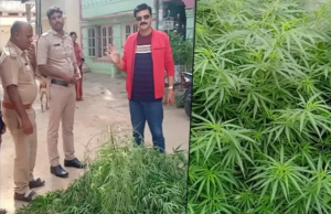 ಖಾಲಿ ನಿವೇಶನದಲ್ಲಿ ಗಾಂಜಾ ಬೆಳೆ: ಪೊಲೀಸರಿಗೆ ದೂರು ನೀಡಿದ ಮಾಜಿ ಶಾಸಕ ಬೇಳೂರು ಗೋಪಾಲಕೃಷ್ಣ