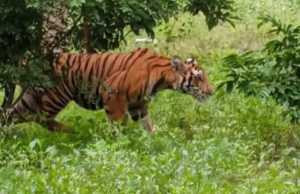 ವಯನಾಡ್ ನ ಎರಡು ಕಡೆ ಮೂರು ಹುಲಿಗಳ ಮೃತದೇಹ ಪತ್ತೆ