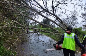 ಗಾಳಿಗೆ ತತ್ತರಿಸಿದ ಕೊಡಗು ಜನತೆ: ಮರಗಳು, ವಿದ್ಯುತ್ ಕಂಬಗಳು ಧರಾಶಾಹಿ