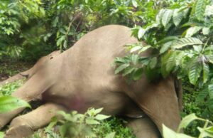 ವಿದ್ಯುತ್ ತಂತಿ ಸ್ಪರ್ಶಿಸಿ ಎರಡು ಕಾಡಾನೆ ಸಾವು