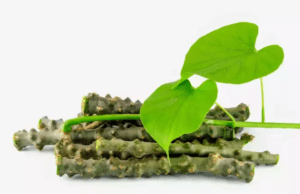 ಅಮೃತಬಳ್ಳಿಯಲ್ಲಿರುವ ಆರೋಗ್ಯ ಲಾಭಗಳು