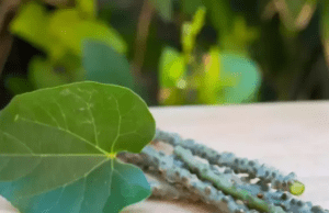 ಅಮೃತಬಳ್ಳಿಯನ್ನು ಹೇಗೆ ಸೇವನೆ ಮಾಡಬೇಕು ? ಇಲ್ಲಿದೆ ಮಾಹಿತಿ