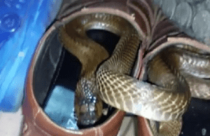 ಮೈಸೂರು: ಶೂನಲ್ಲಿ ಅವಿತು ಕುಳಿತಿದ್ದ ಬೃಹತ್ ನಾಗರಹಾವು ರಕ್ಷಣೆ