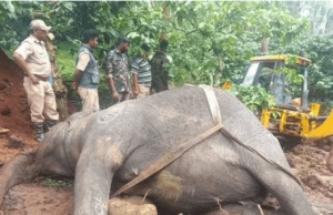 ಕೊಡಗಿನಲ್ಲಿ ಮತ್ತೊಂದು ಕಾಡಾನೆ ಸಾವು