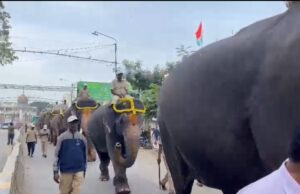 ವಿಶ್ವ ವಿಖ್ಯಾತ ನಾಡ ಹಬ್ಬ ಮೈ ಸೂರು ದಸರಾ ಮಹೋತ್ಸವ ಹಿನ್ನೆಲೆ ಗಜಪಡೆ ತಾಲೀಮು ಆರಂಭ