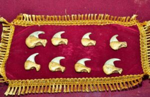 ಹುಲಿ ಉಗುರು ಮಾರಾಟಕ್ಕೆ ಯತ್ನ: ಇಬ್ಬರ ಬಂಧನ